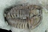 Flexicalymene Trilobite - Mt Orab, Ohio #133906-2